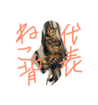 家猫ぶすかわ（個別スタンプ：2）