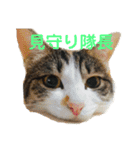 家猫ぶすかわ（個別スタンプ：5）