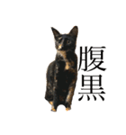 家猫ぶすかわ（個別スタンプ：7）