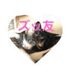 家猫ぶすかわ（個別スタンプ：8）