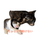家猫ぶすかわ（個別スタンプ：11）