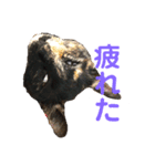 家猫ぶすかわ（個別スタンプ：12）