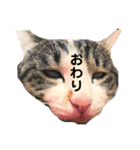 家猫ぶすかわ（個別スタンプ：13）