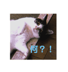 家猫ぶすかわ（個別スタンプ：16）