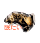 家猫ぶすかわ（個別スタンプ：20）