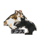 家猫ぶすかわ（個別スタンプ：21）