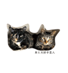 家猫ぶすかわ（個別スタンプ：22）