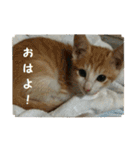 日本猫 おみそ（個別スタンプ：2）