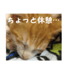 日本猫 おみそ（個別スタンプ：3）