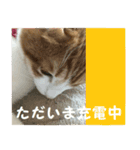 日本猫 おみそ（個別スタンプ：8）