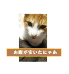 日本猫 おみそ（個別スタンプ：9）