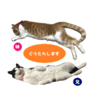 日本猫 おみそ（個別スタンプ：10）