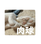 日本猫 おみそ（個別スタンプ：11）