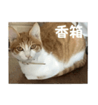 日本猫 おみそ（個別スタンプ：17）
