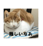 日本猫 おみそ（個別スタンプ：18）