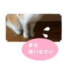 日本猫 おみそ（個別スタンプ：21）