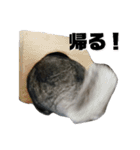 ふぐだよ。さかなじゃないよ（個別スタンプ：12）