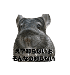 ふぐだよ。さかなじゃないよ（個別スタンプ：18）