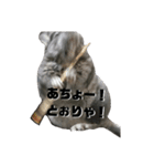 ふぐだよ。さかなじゃないよ（個別スタンプ：22）