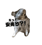 ふぐだよ。さかなじゃないよ（個別スタンプ：23）