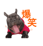 大五郎と申します。（個別スタンプ：19）