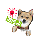 ララちゃん スタンプ（個別スタンプ：7）