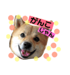 ララちゃん スタンプ（個別スタンプ：15）
