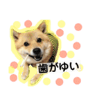 ララちゃん スタンプ（個別スタンプ：20）