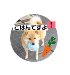 ララちゃん スタンプ（個別スタンプ：21）