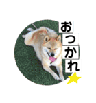 ララちゃん スタンプ（個別スタンプ：22）