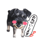 わんちゃんズ！！（個別スタンプ：2）