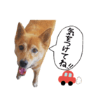 わんちゃんズ！！（個別スタンプ：3）