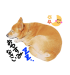 わんちゃんズ！！（個別スタンプ：4）