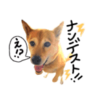 わんちゃんズ！！（個別スタンプ：5）