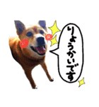 わんちゃんズ！！（個別スタンプ：8）