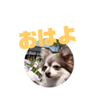 チワワのチョコ／日常会話（個別スタンプ：1）