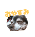 チワワのチョコ／日常会話（個別スタンプ：2）