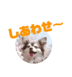 チワワのチョコ／日常会話（個別スタンプ：5）