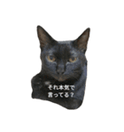黒猫はる（個別スタンプ：1）