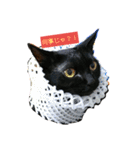 黒猫はる（個別スタンプ：2）