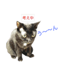 黒猫はる（個別スタンプ：6）