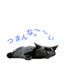 黒猫はる（個別スタンプ：10）