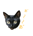 黒猫はる（個別スタンプ：12）