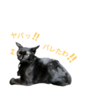 黒猫はる（個別スタンプ：13）