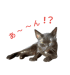 黒猫はる（個別スタンプ：14）