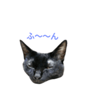 黒猫はる（個別スタンプ：15）