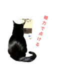 黒猫はる（個別スタンプ：16）