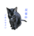 黒猫はる（個別スタンプ：17）
