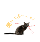 黒猫はる（個別スタンプ：18）