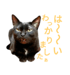 黒猫はる（個別スタンプ：19）